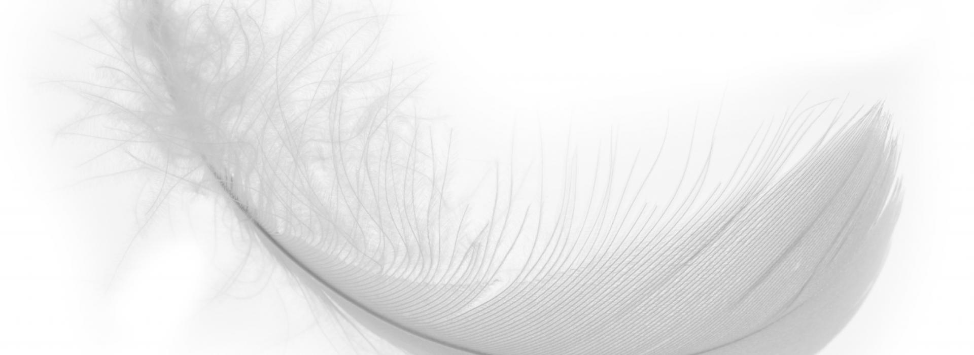 Feather